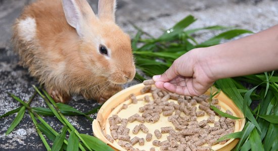 Cilvēkiem ierasti pārtikas produkti, ko nevajadzētu dot trusim