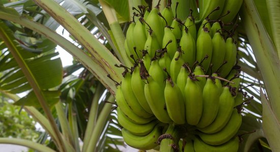 Pieaudzējamie mati, kas gatavoti no banāniem. Jaunā alternatīva sintētikai?