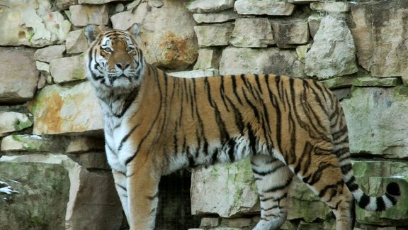 ZOO_tigeris_Janeks