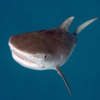 Тигровая акула убила американку у острова Кокос