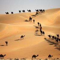 Foto: Simtiem kamieļu dodas uz skaistumkonkursu Abudabi