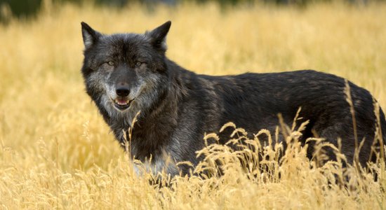 Kāpēc puiši līdz 25 gadu vecumam krāpj meitenes un tas ir attaisnojams