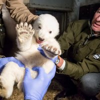 Berlīnē miris par slavenā polārlāča Knuta mantinieku dēvētais Fricis