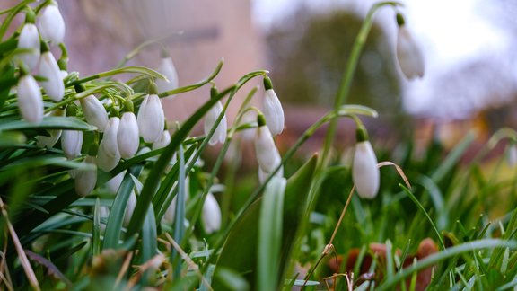 sniegpulkstenītes