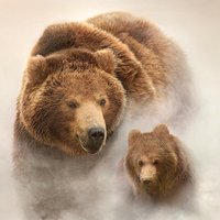 Latvijas kino sāk rādīt dokumentālo 3D filmu par lācēna dzīvi 'Lāču zeme'
