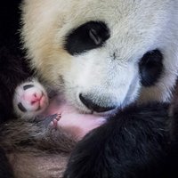 Foto: Māmiņa apmīļo pirmo Francijā dzimušo pandu lācēnu