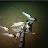 Video: Nofilmētas visdziļākajā okeāna dzelmē dzīvojošas gliemjzivis