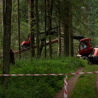 Polija atbildējusi ES Tiesai par ciršana darbiem Belovežas gāršā