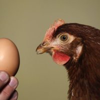 Простое куриное яйцо поставило мировой рекорд в Instagram