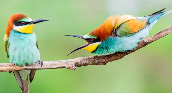 Kļūdas komunikācijā, kas ikvienu sarunu var pārvērst strīdā