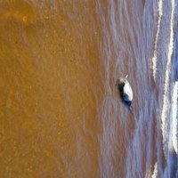 Lasītājs pamana jūras viļņos šūpojamies roņa līķi