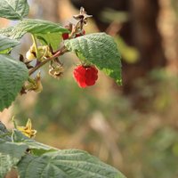 Rudens avenājos – kā sagatavot augu ziemai