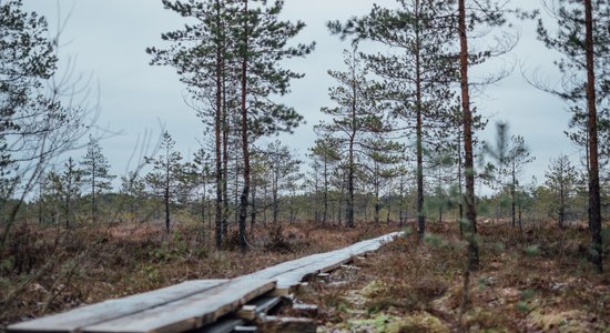 ST: Norma par mazāka caurmēra koku ciršanu neatbilst Satversmei