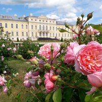 Foto: Rundāles pils rožu dārzs pilnziedā