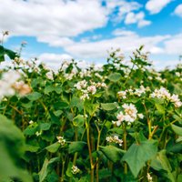 'Eurostat': Kopš 2011.gada Latvijā pārdoto pesticīdu apjoms palielinājies par 49,1%