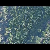 ВИДЕО. Странные иероглифы посреди японского леса