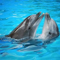 Pirmo reizi novērota delfīnu saruna