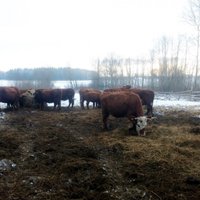 Govis noslāpušas saimniecībā, kam kaimiņi atslēguši ūdens padevi