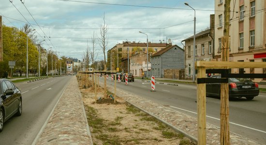 ФОТО: Вдоль улицы Чака сажают деревья