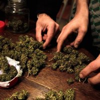 Рига: в Московском форштадте нашли полкило марихуаны и 14 кг табака