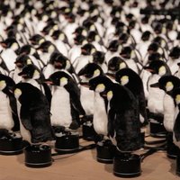 Video: Sociālo tīklu lietotājus sajūsmina pingvīni mākslas instalācijā