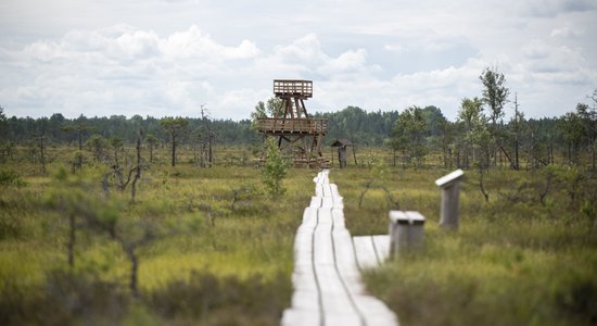 ФОТО. Через лес, мимо бобровой плотины и озер – прогулка по природной тропе болота Васениеку