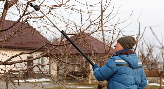 Ķeramies klāt! Kad un kāpēc veidot augļu koku vainagus pavasarī