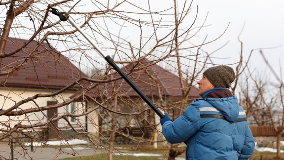 augļkoki, augļu dārzs, vainaga veidošana