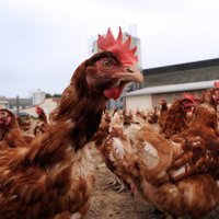 PVD aicina neiegādāties mājputnus putnu gripas skartajās valstīs