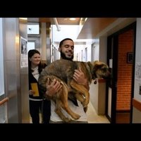 Video: Vašingtonā ierodas izglābtie Soču klaiņojošie suņi