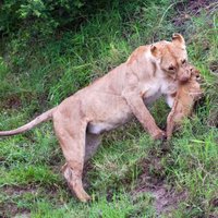 Foto: Kā lauvu mamma rūpējas par mazuļiem