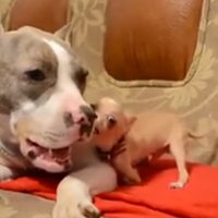 Video: Ļoti kaitinošs čivava un dikti pacietīgs pitbulterjers