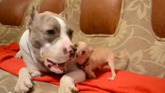 Video: Ļoti kaitinošs čivava un dikti pacietīgs pitbulterjers