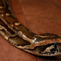 Парижские полицейские нашли в Сене змею весом 40 кг