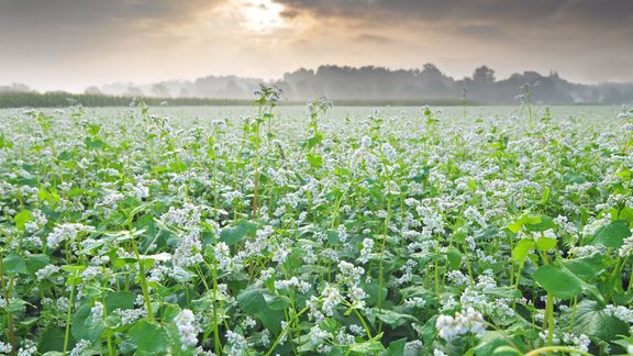 griķi griķu lauks audzēšana plantācija 