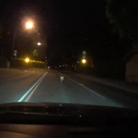 ВИДЕО: В Юрмале косуля решила устроить ночные "ралли" с автоводителем