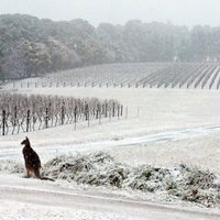 Foto: Austrālijas 'saulaināko štatu' Kvīnslendu pārsteidz sniegs