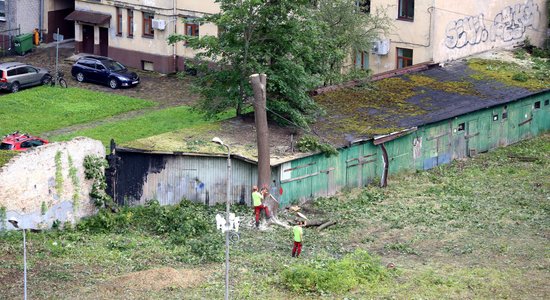 Zaudēt kokus un iegūt pieredzi: aktīvisti par Marsa parka kauju