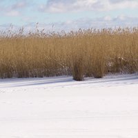 На берегу Кишэзерса найдена урна с прахом ребенка