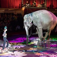 'Delfi Aculiecinieks' taujā: kā vērtē cirku bez dzīvniekiem?