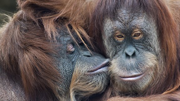 orangutans