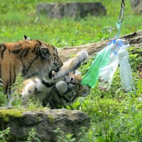 Foto: Ballīte zoodārzā – tīģerpuikas Tors un Odins svin pirmo dzimšanas dienu