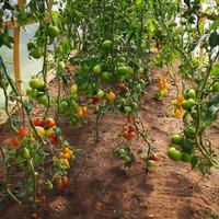 Vissulīgākie tomāti un kraukšķīgākie gurķi – kā siltumnīcā izaudzēt brangu ražu