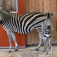 Rīgas zoo āra laukumā turpmāk rosīsies arī Čapmana zebra ar pēcnācēju