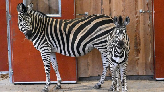 Čapmana zebras Rīgas zoo - 11