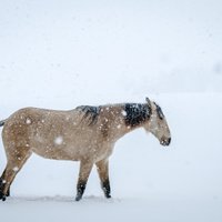 Gaidāmās stiprās snigšanas dēļ izsludināts oranžais brīdinājums