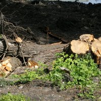 В Межциемсе собираются вырубить 48 деревьев