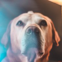 Vai suņi spēj saost ne tikai narkotikas, bet arī Covid-19? Pētnieki lūko to noskaidrot