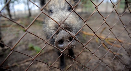 Medību koordinācijas komisija spriedīs par mežacūku izķeršanu Rīgā