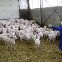Latvijas kazkopji nākamgad 'Cesvaines pienam' varētu sākt piegādāt kazas pienu